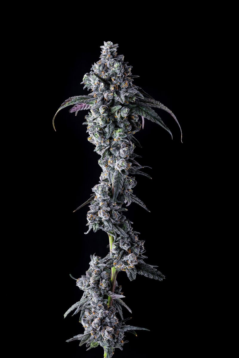 UK Riot, Фасовка: 3